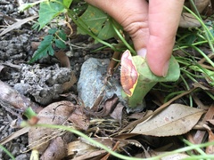 Nothomiza flavicosta