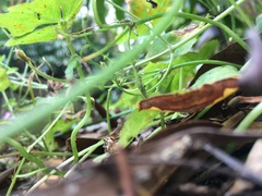 Nothomiza flavicosta