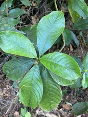 Palicourea brachiata