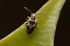 Phytobaenus amabilis