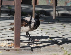 Corvus cornix