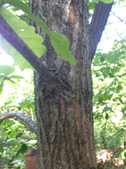 Quercus dentata