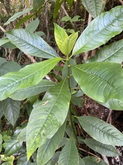 Palicourea brachiata