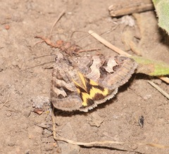 Drasteria adumbrata