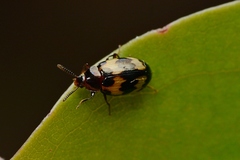 Scaphidema satoi