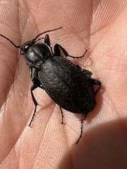 Carabus vinctus