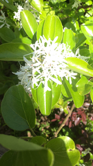 Chionanthus retusus