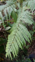 Pteris wallichiana