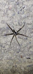 Dolomedes raptor