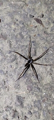 Dolomedes raptor