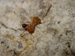 Lasius californicus