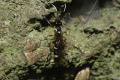 Goryphus basilaris