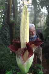 Amorphophallus titanum