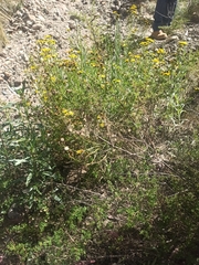Asteraceae