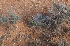 Stipagrostis ciliata capensis