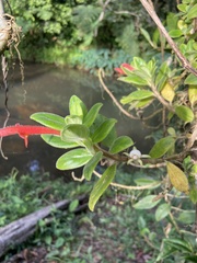 Gesnerieae