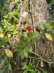 Gesnerieae