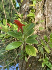 Gesnerieae