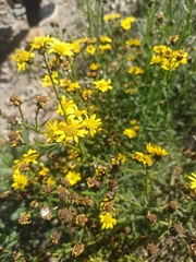 Asteraceae