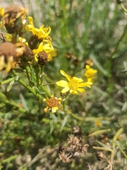 Asteraceae
