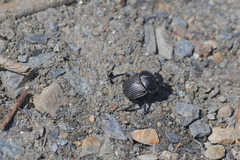 Scarabaeus laticollis