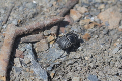 Scarabaeus laticollis