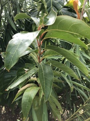 Citharexylum spinosum