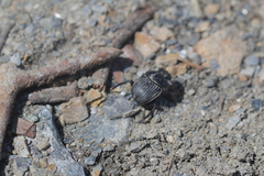Scarabaeus laticollis