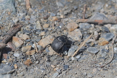 Scarabaeus laticollis