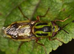 Hedriodiscus pulcher