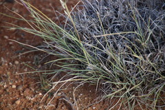 Stipagrostis ciliata capensis