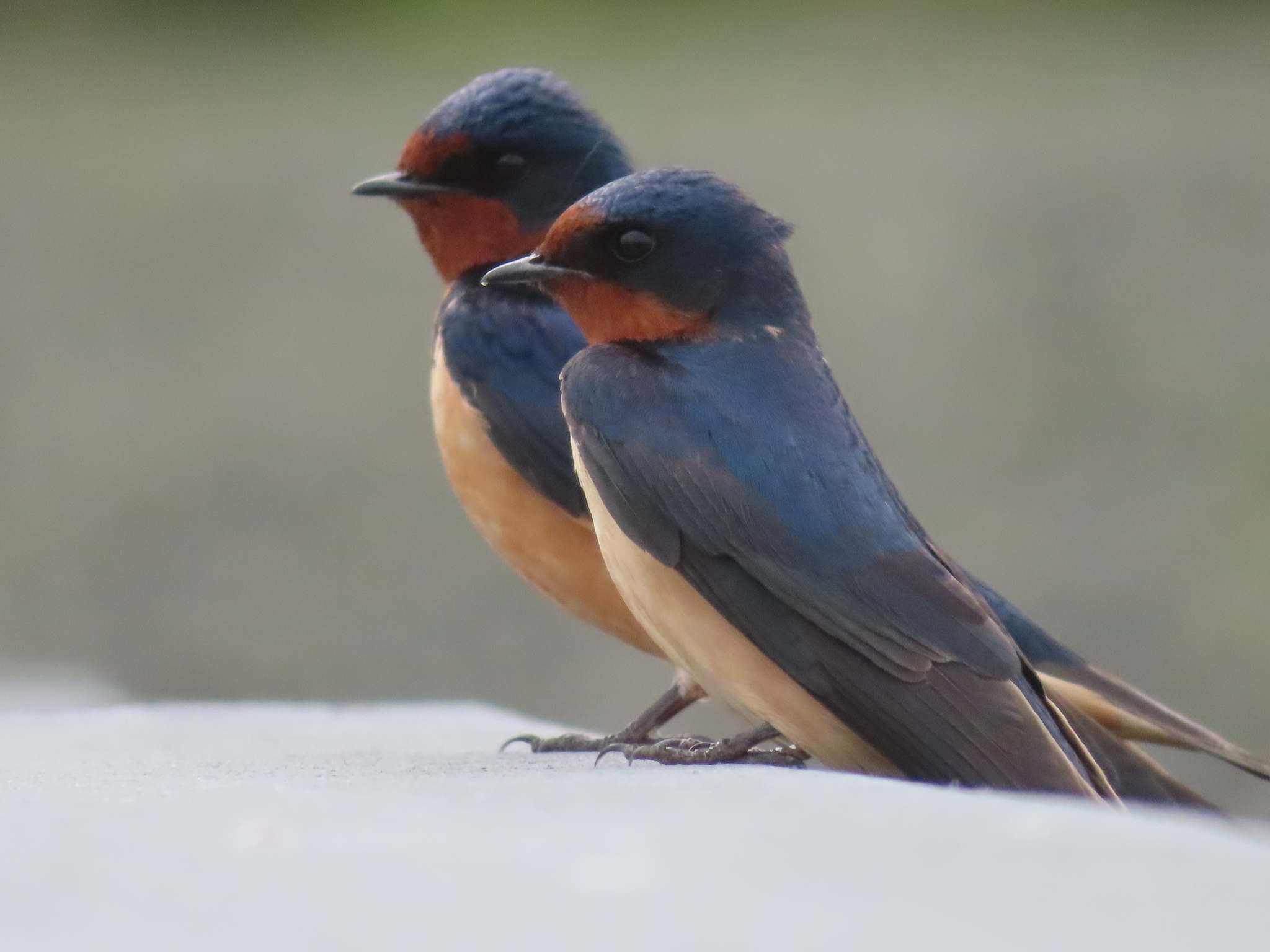 Barn Swallow (Hirundo rustica)