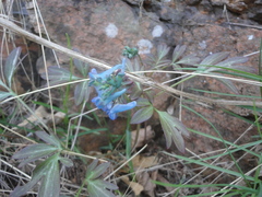 Corydalis turtschaninovii