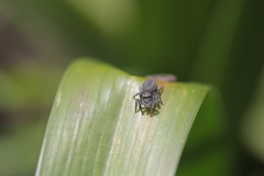 Philaeus chrysops