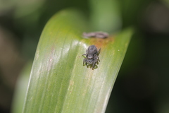 Philaeus chrysops