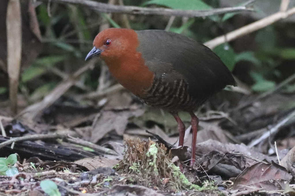 Polluela Barreada, Rufirallus fasciatus