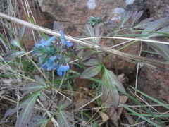 Corydalis turtschaninovii