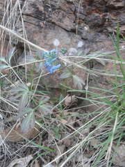 Corydalis turtschaninovii