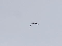 Falconiformes
