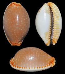 Staphylaea semiplota