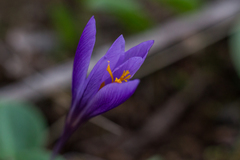Crocus serotinus