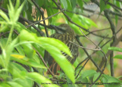 Myiodynastes luteiventris