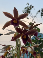 Phaius