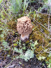 Morchella steppicola