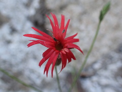 Silene laciniata laciniata