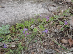Corydalis turtschaninovii