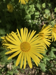 Doronicum × excelsum