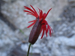 Silene laciniata laciniata