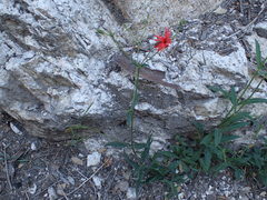 Silene laciniata laciniata