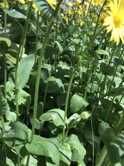 Doronicum × excelsum